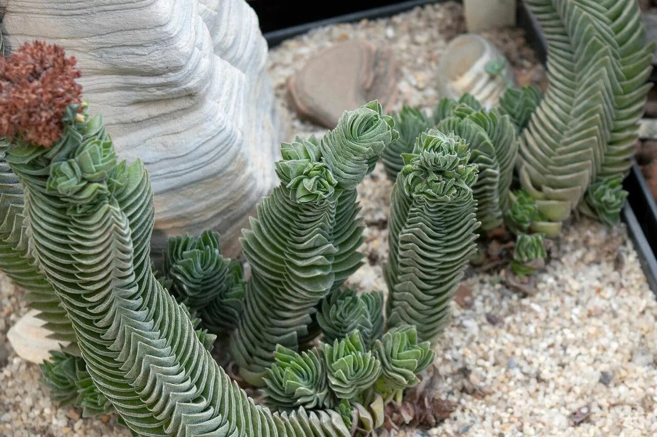 Крассула храм будды фото Крассула пирамидальная Храм Будды / Crassula pyramidalis Buddha's Temple Suculen