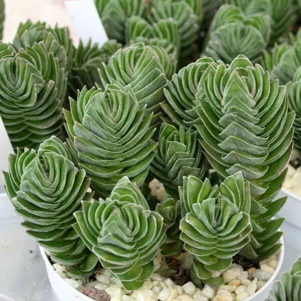 Крассула храм будды фото Crassula Buddha's Temple Crassula ' Buddha`s Temple' Small succulent plants, Cac