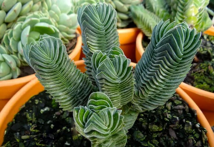 Крассула храм будды фото Image result for Buddha's Temple Succulents, Planting succulents, Types of succu
