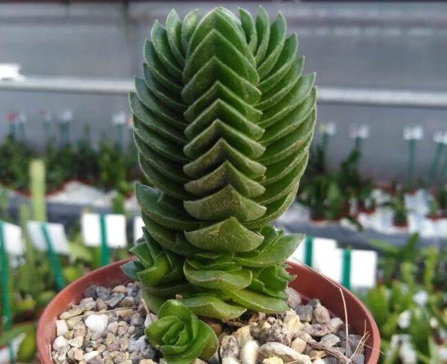 Крассула храм будды фото Виды Крассул: Овата (Сrassula Ovata), Хоббит, Голлум, Crassula Lactea и другие