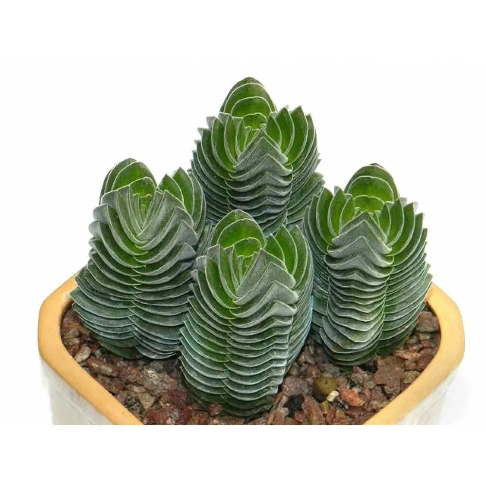 Крассула храм будды фото Крассула 'Храм Будды' (буддас темпл) Crassula 'Buddha's Temple