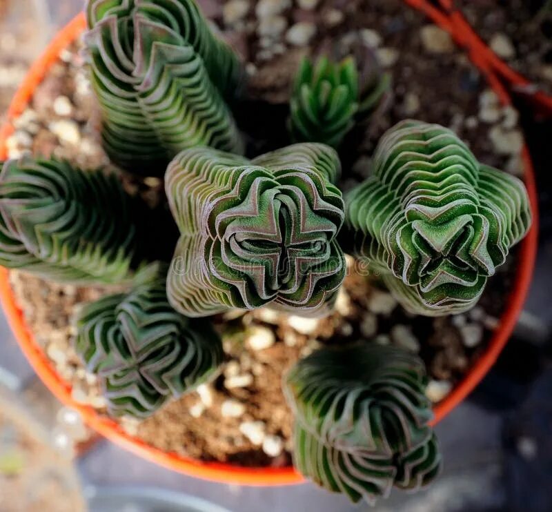 Крассула храм будды фото 6,845 Crassula стоковые фото - бесплатные и стоковые фото RF от Dreamstime - Стр