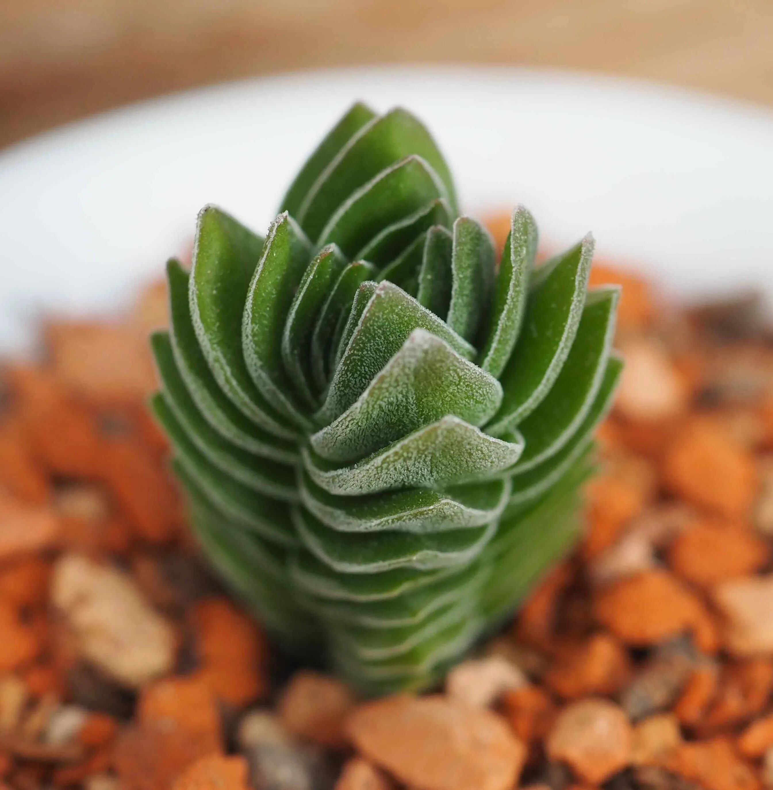 Крассула храм будды фото Крассула Храм Будды (Crassula cv. Buddha’s Temple), 4-5 см