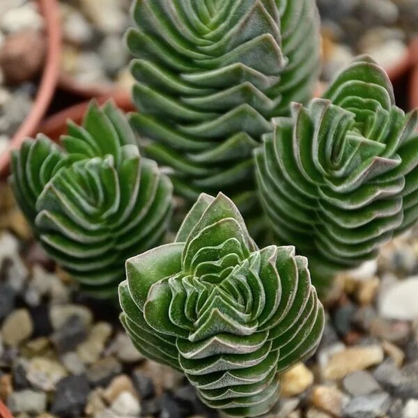 Крассула храм будды фото crassula-buddhas-temple-ableger PASIORA Sukkulenten Planting succulents, Succule