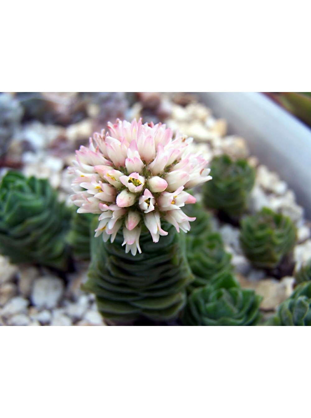 Крассула храм будды фото Крассула 'Храм Будды' (буддас темпл) Crassula 'Buddha's Temple
