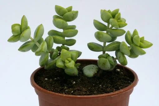 Крассула перфората уход в домашних условиях фото Kakteen Haage Crassula perforata online kaufen