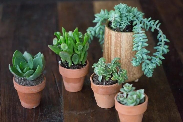 Крассула перфората уход в домашних условиях фото Succulents Explained: How to Identify and Grow 12 Favorites - Gardenista Plant c