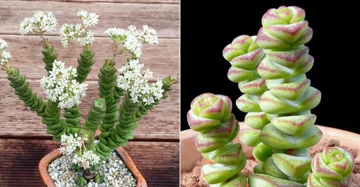 Крассула перфората уход в домашних условиях фото Crassula 'Jade Necklace' - World of Succulents Succulents, Cacti and succulents,