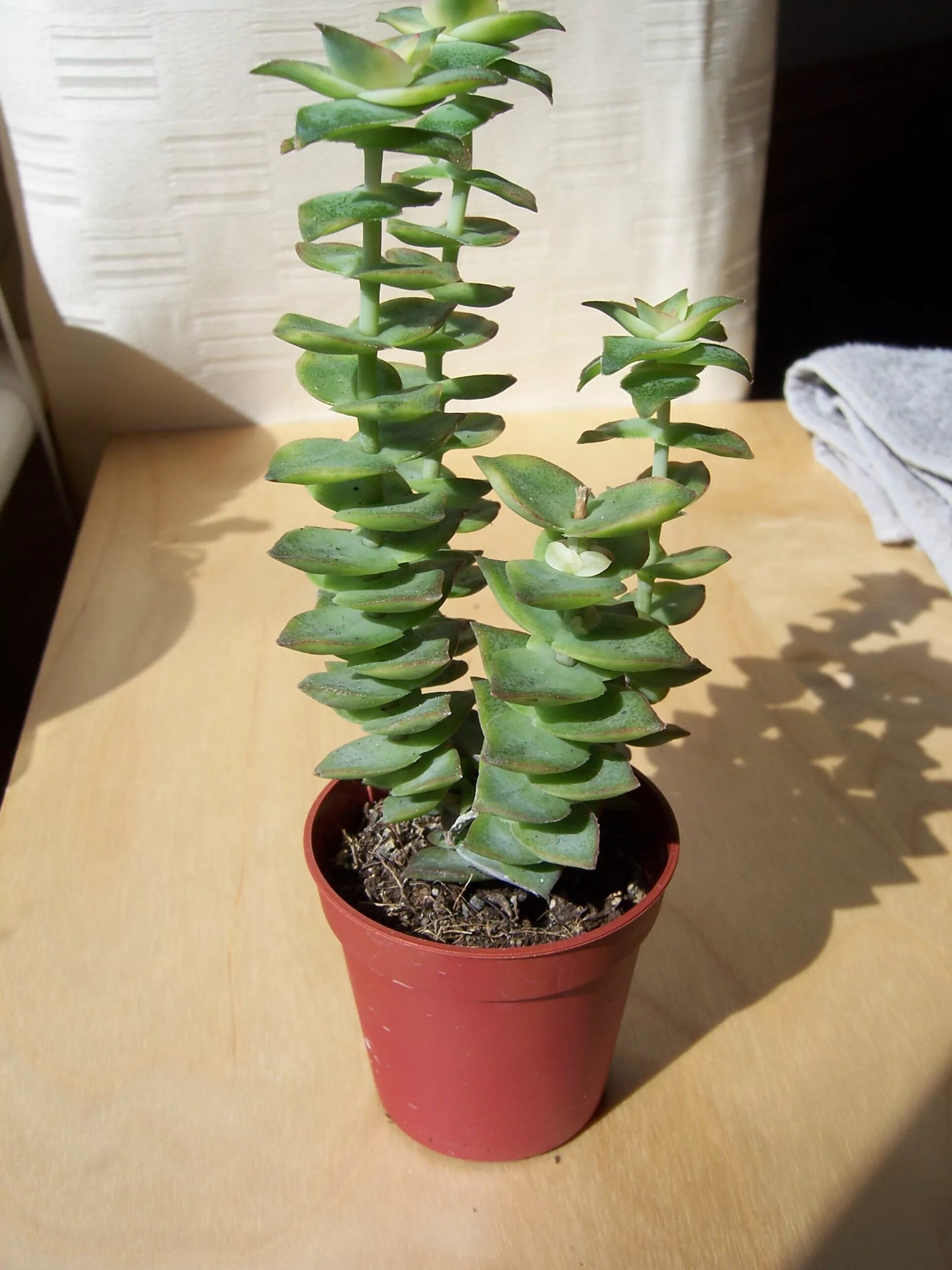 Крассула перфората уход в домашних условиях фото File:Crassula Perforata Variagata (Pagoda Plant or String of Beads) (4563459098)