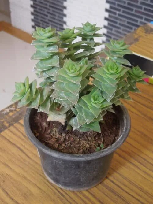 Крассула перфората уход в домашних условиях фото Plants - Crassula perforata (robust form) was sold for R15.00 on 20 Sep at 14:20