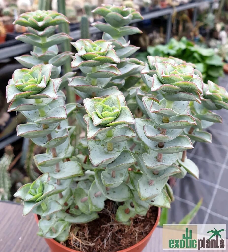 Крассула перфората уход в домашних условиях фото Crassula_perforata_1 - ExoticPlants - Spezialist für exotische Pflanzen in Öster