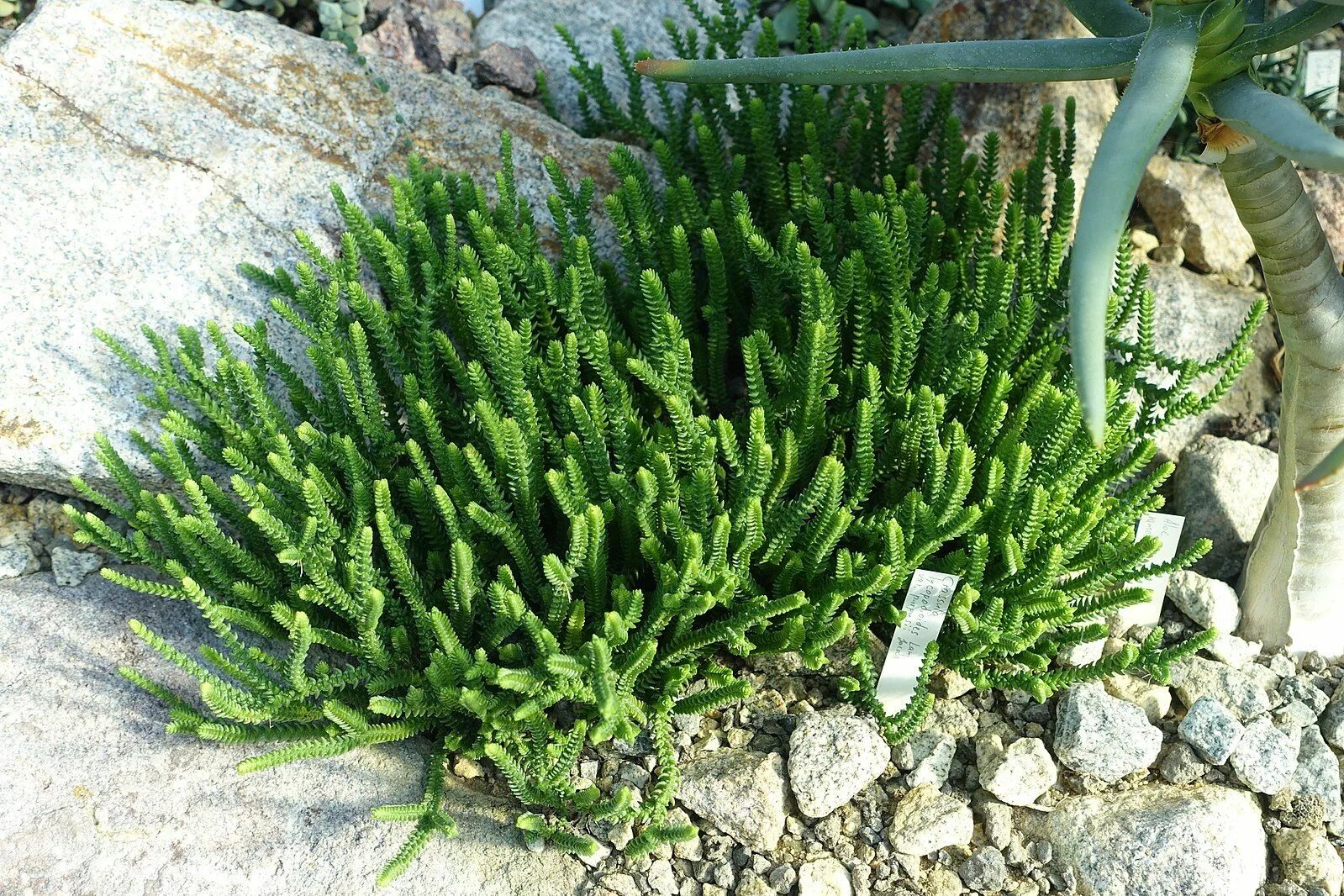 Крассула плауновидная уход в домашних условиях фото Succulent terrarium, Plants, Cacti and succulents