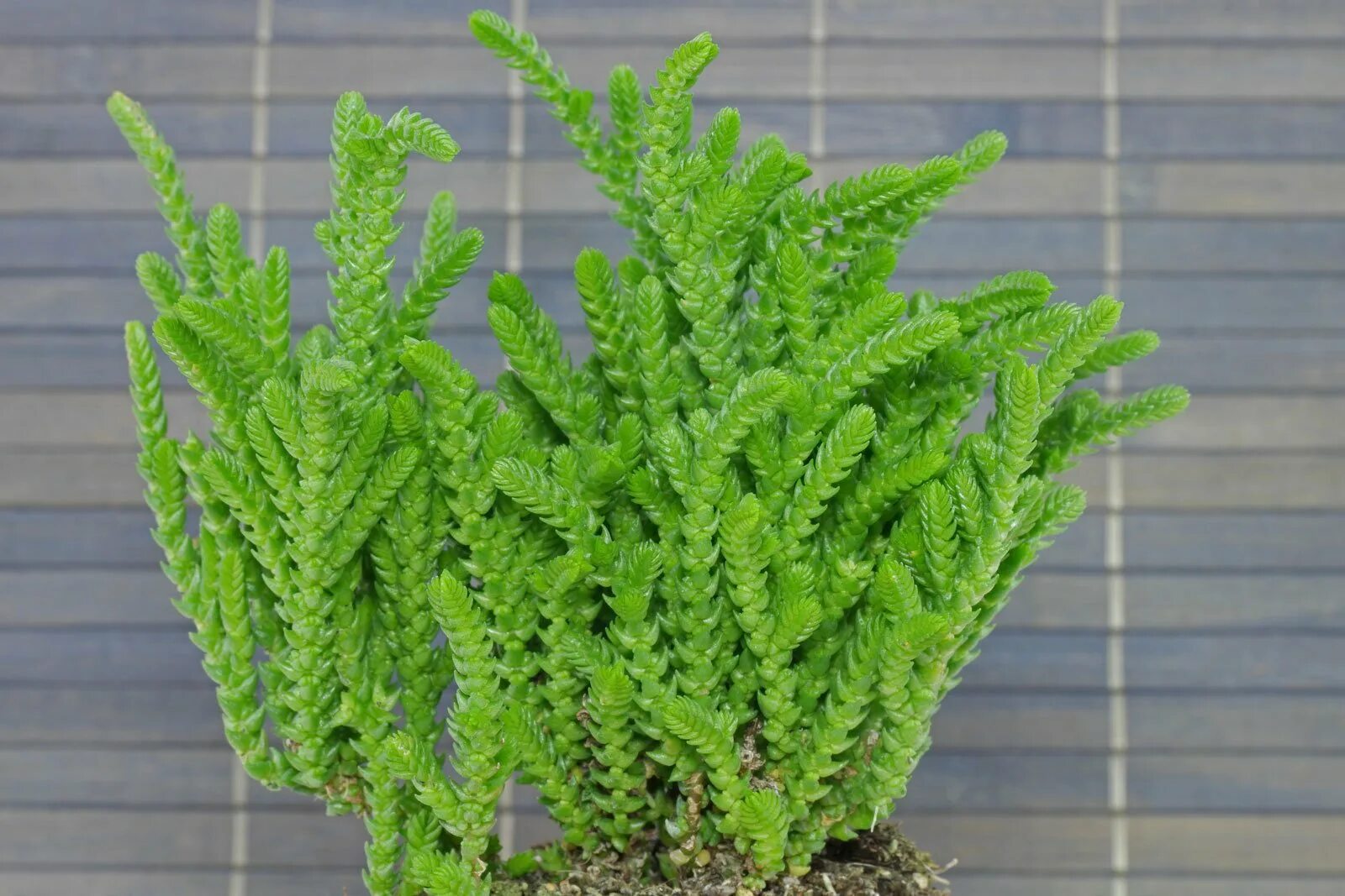 Крассула плауновидная уход в домашних условиях фото Rattail Crassula (Crassula muscosa)