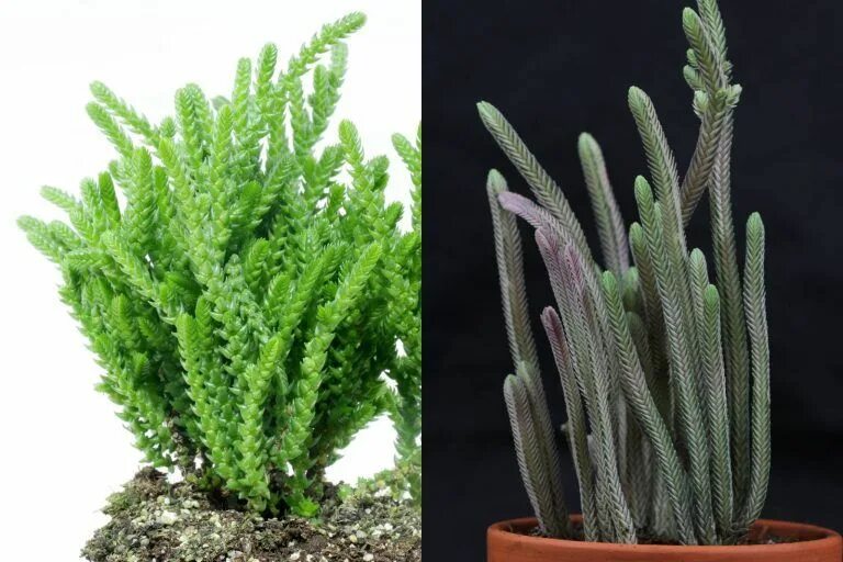 Крассула плауновидная уход в домашних условиях фото Flammendes Käthchen, Kalanchoe (Kalanchoe blossfeldiana) Plants, Planting succul