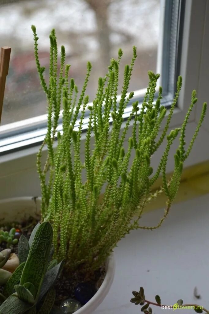 Крассула плауновидная уход в домашних условиях фото Crassula lycopodioides ssp. pseudolycopodioides