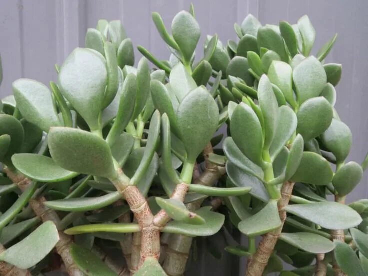 Крассула сорта и виды фото Crassula ovata 'Obliqua' - World of Succulents Jade plants, Crassula ovata, Jade