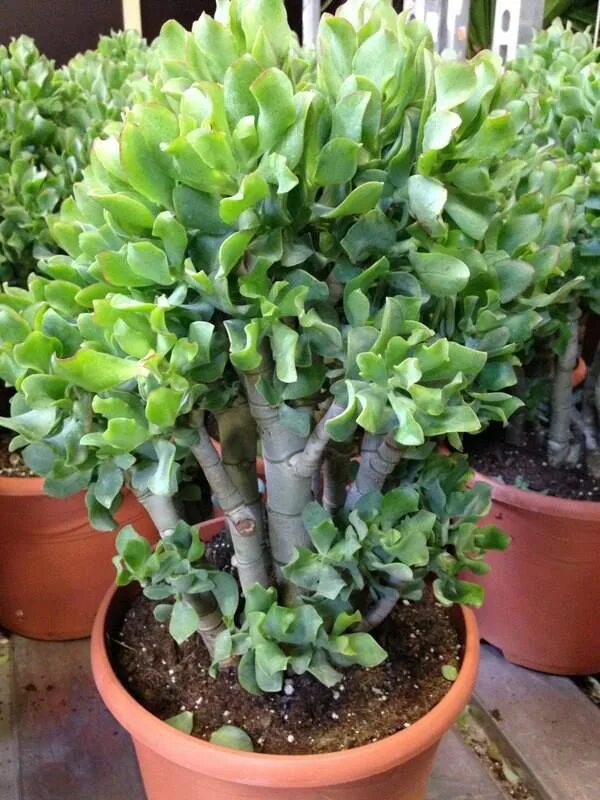Крассула сорта и виды фото Crassula ovata 'Undulata' Suculentas, Jardinagem em vasos, Plantas estranhas
