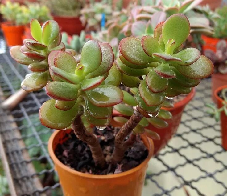 Крассула сорта и виды фото Crassula 'Crosby's Compact'. Suculentas, Plantas carnivoras, Plantas