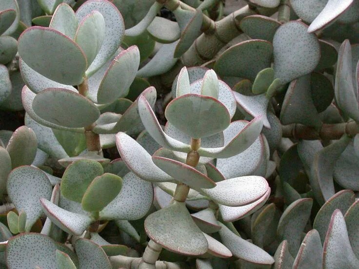 Крассула сорта и виды фото Crassula arborescens (Silver Dollar Plant) - World of Succulents Silver dollar p