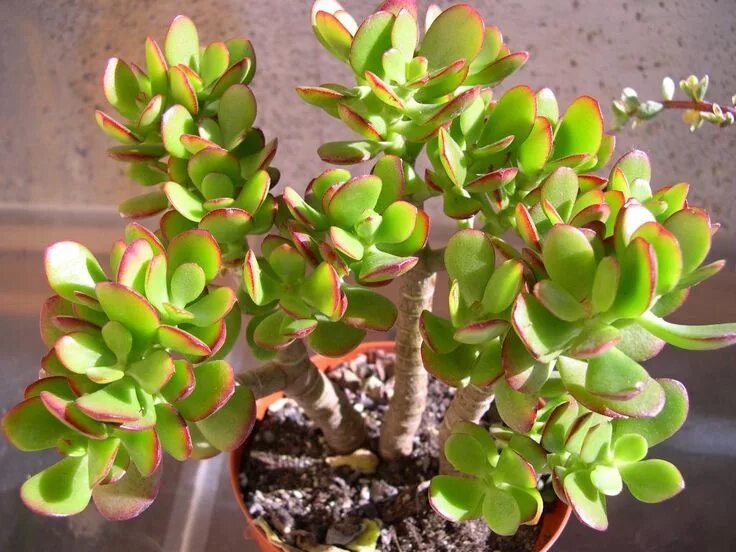 Крассула сорта и виды фото crassula ovata