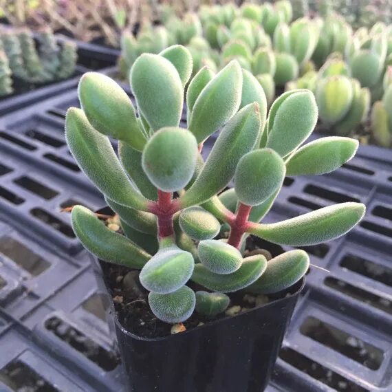 Крассула сорта и виды фото 2" Succulent - Crassula Congesta Succulents, Planting succulents, Plants