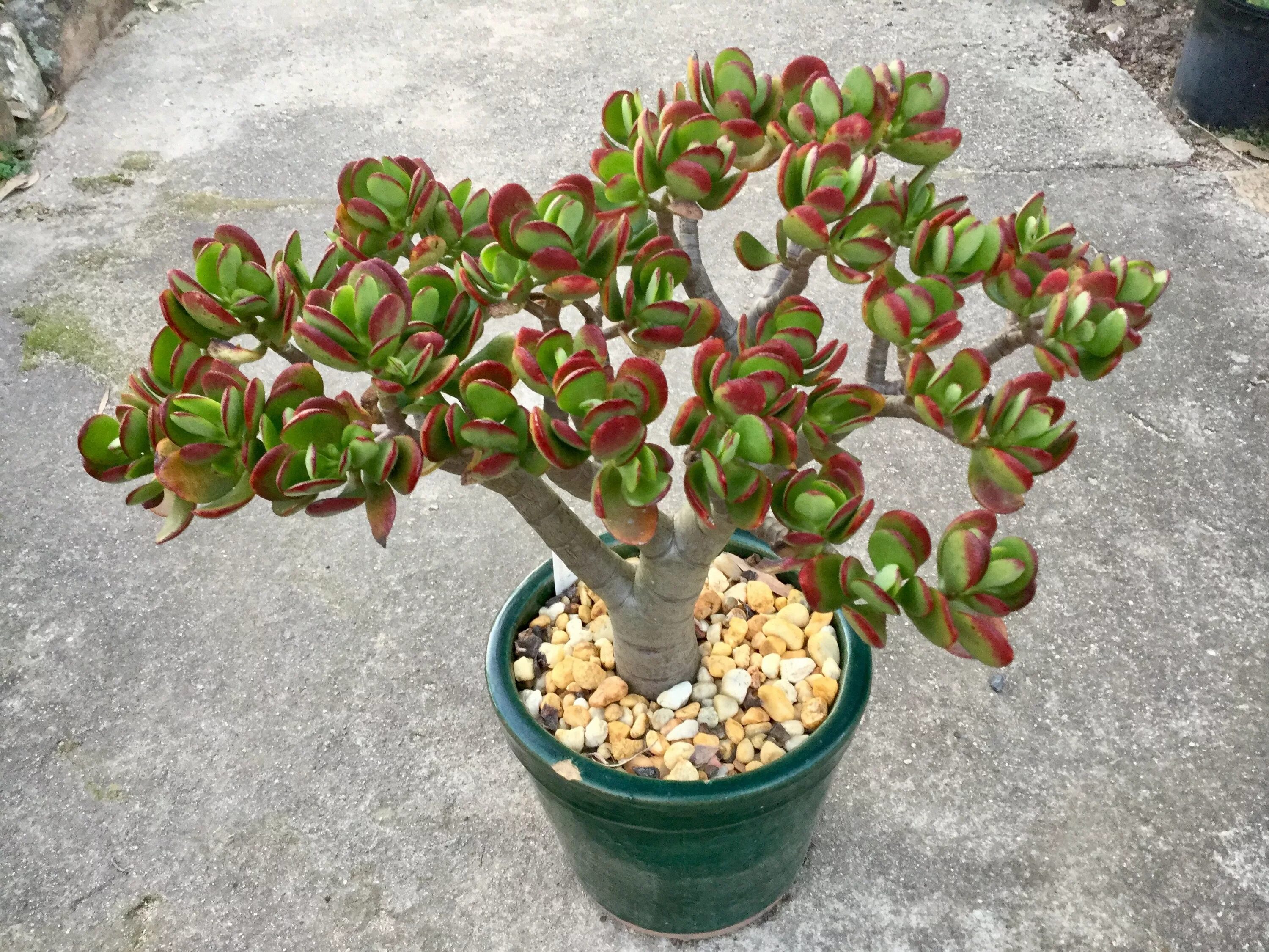 Крассула сорта и виды фото CRASSULA OVATA "HOBBIT". Jade plants, Succulent bonsai, Jade bonsai
