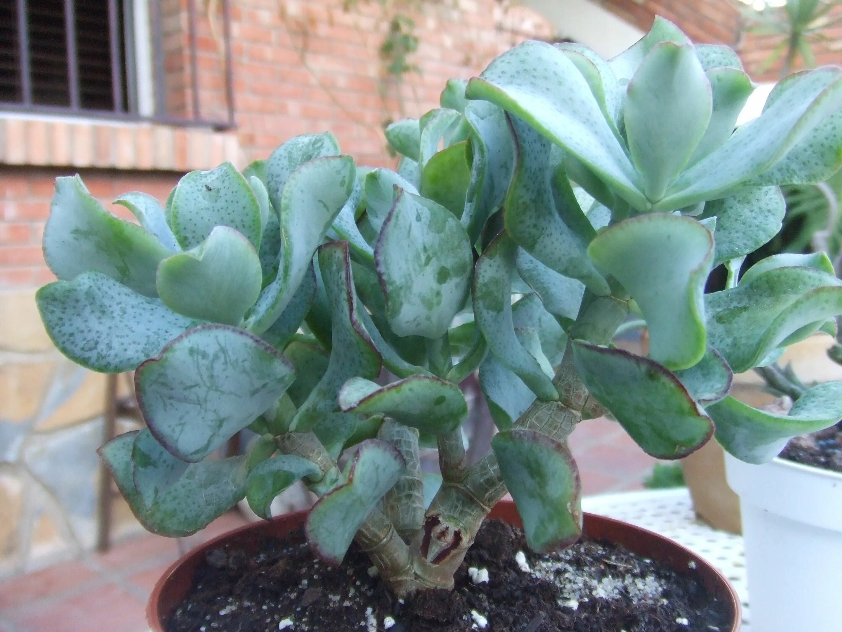 Крассула сорта и виды фото Crassula Ovata Undulata Succulent Plants