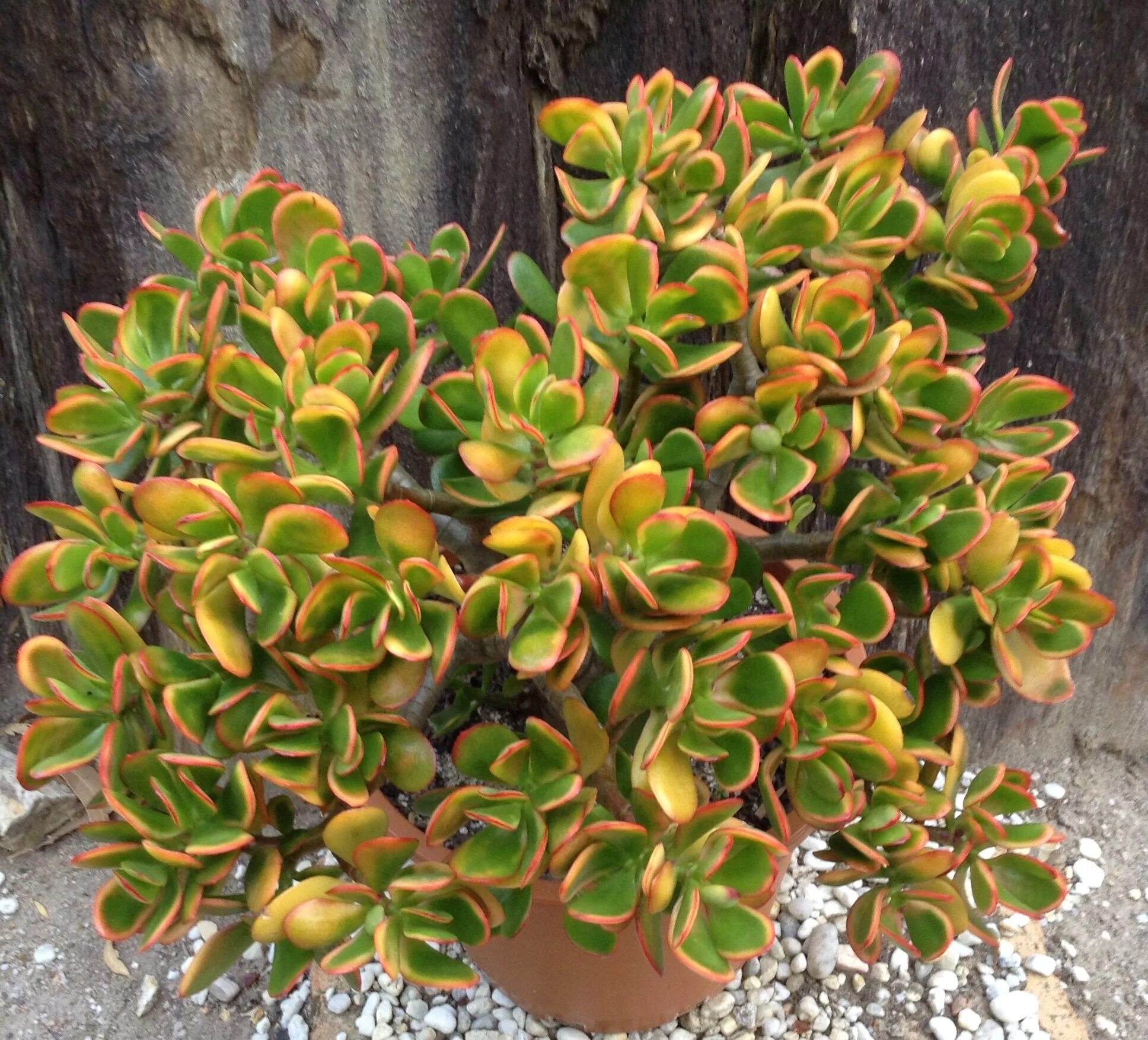 Крассула сорта и виды фото с названием CRASSULA OVATA "HUMMEL'S SUNSET" Jade plants, Succulents, Crassula ovata