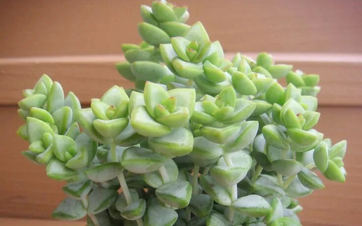 Крассула цветок фото комнатное растение ▷ Crassula rupestris: *Cuidados y curiosidades! - Club Suculentas Tipos de plant