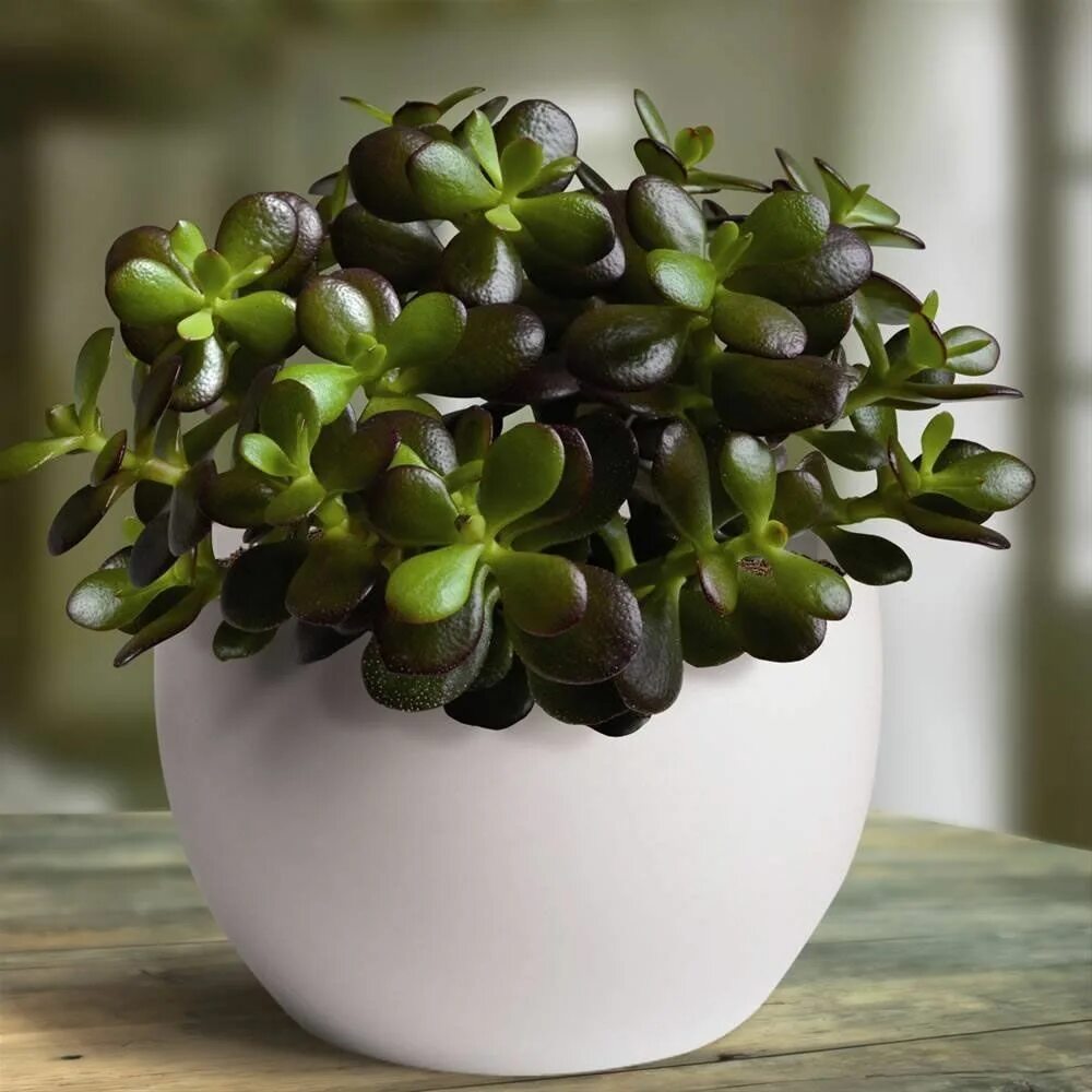 Крассула цветок фото комнатное растение Plants & Flowers " Crassula ovata Minor Piante, Giardino di piante grasse, Colti