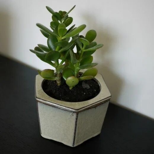Крассула цветок фото комнатное растение How to Care for a Jade Plant Jade plants, Succulents indoor containers, Succulen