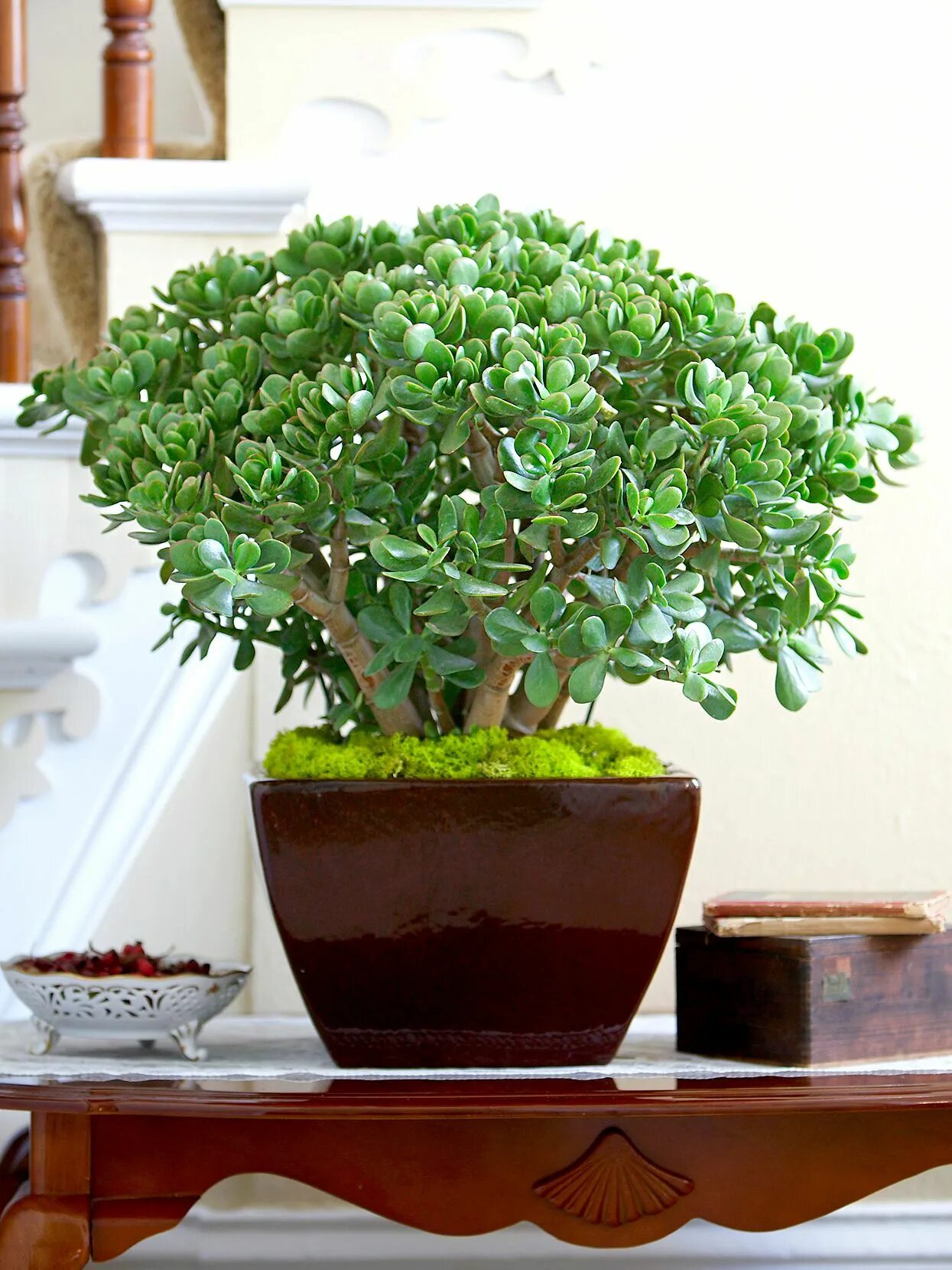 Крассула цветок фото комнатное растение Why Your Jade Plant Has Wrinkled Leaves, and How to Perk It Up ASAP