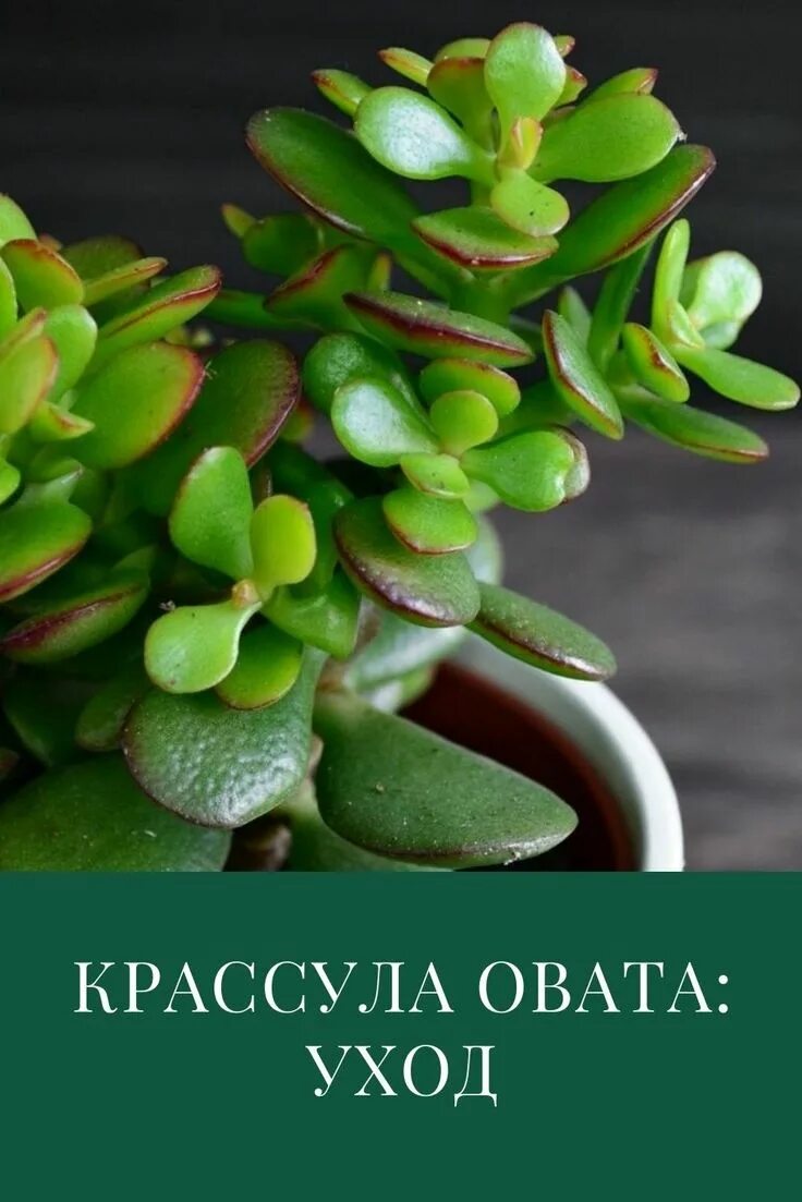 Крассула цветок фото комнатное растение Крассула овата: уход в домашних условиях Plants, Garden