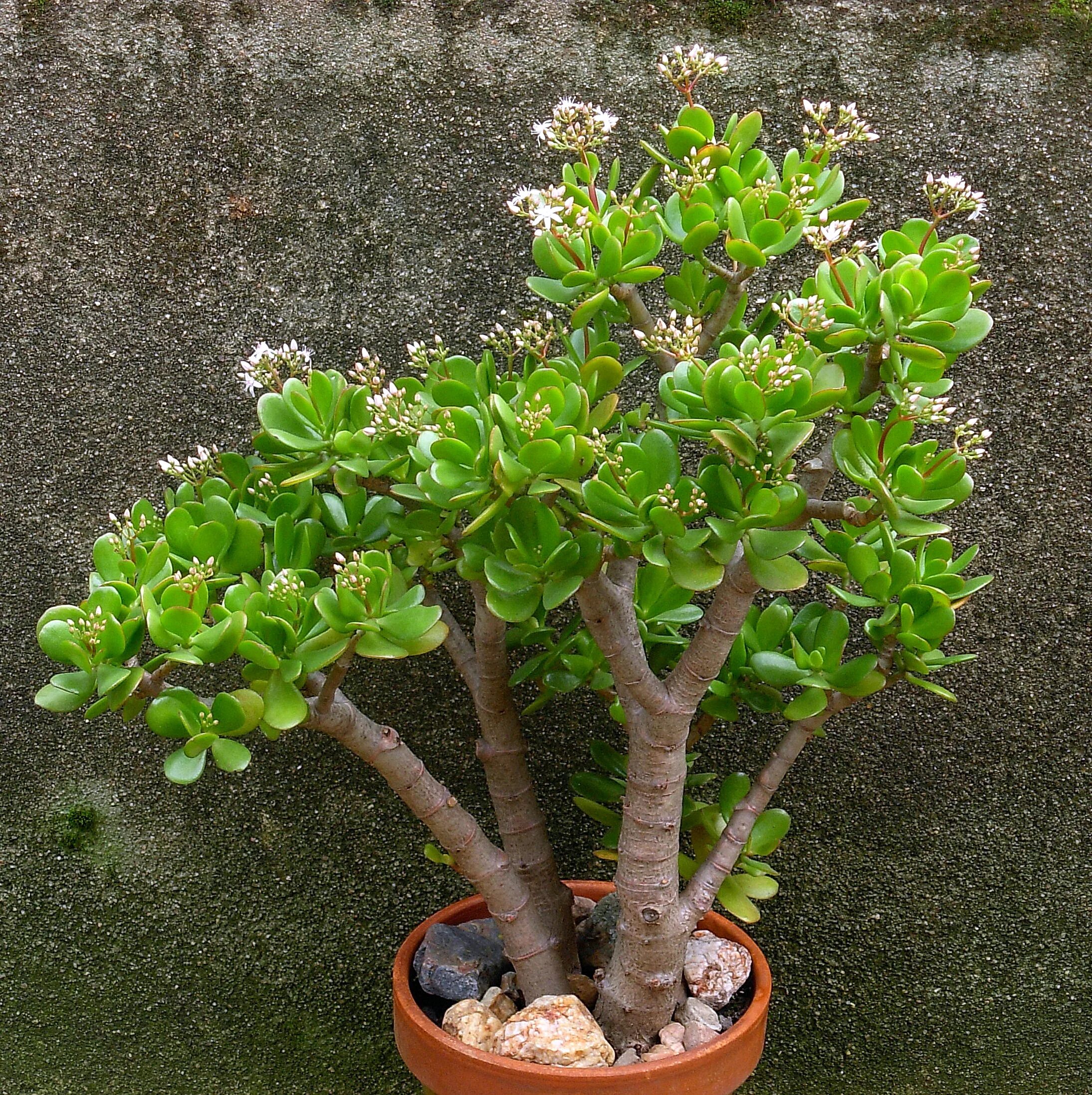 Крассула уход в домашних условиях фото Crasula Paradis Verde