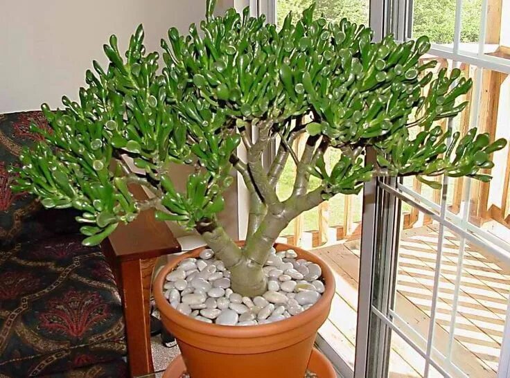 Крассула уход в домашних условиях фото Джейд завод мод Jade plants, Plants, Planting succulents