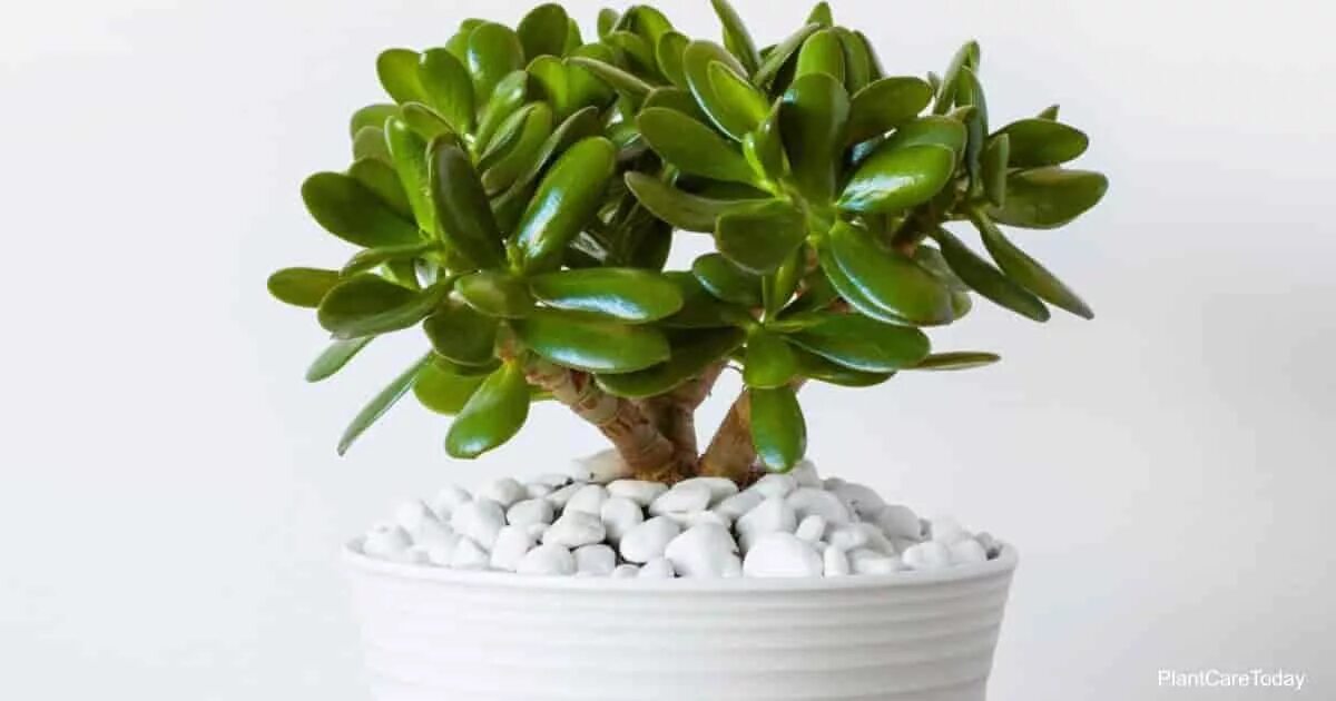 Крассула уход в домашних условиях фото Is The Popular Jade Plant Poisonous or Toxic? - Plant Care Today