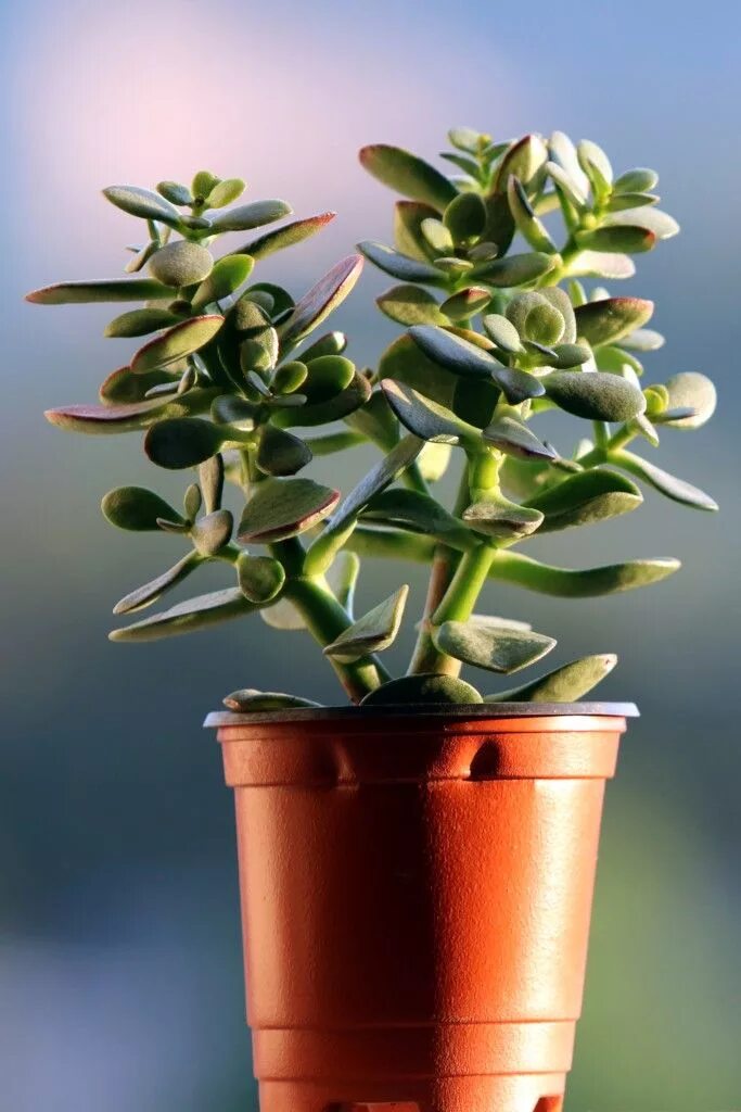 Крассула уход в домашних условиях фото Jade tree - tips and guidance on best possible care, varieties, propagation Jade