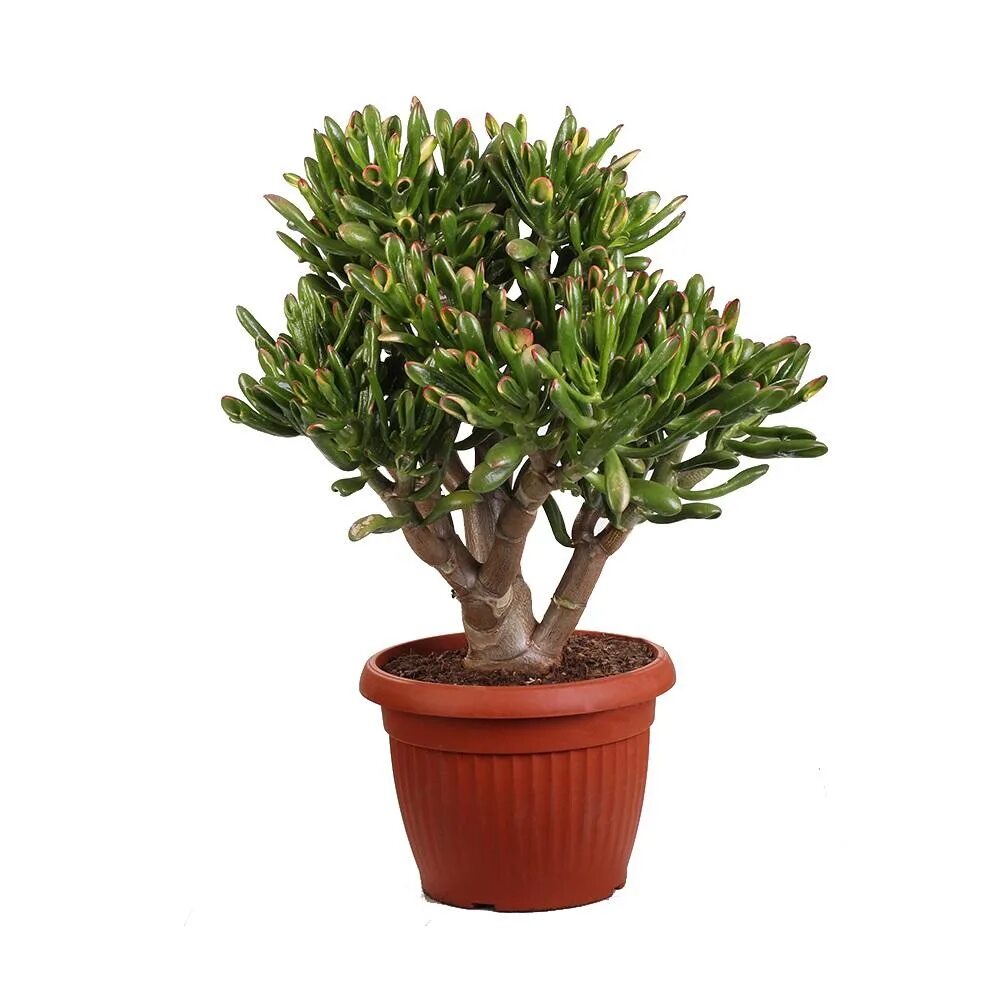 Крассула в горшке фото Крассула овата Хоббит (Crassula ovata Hobbit) D30 H60 купить в Санкт-Петербурге