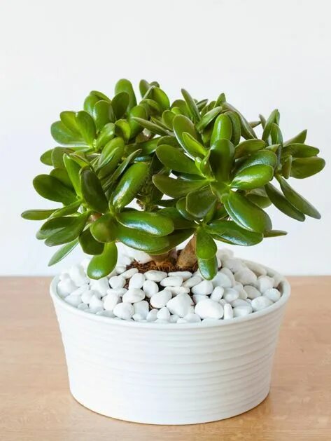 Крассула в горшке фото 10 популярных идей на тему "árbol de jade cuidados" для вдохновения