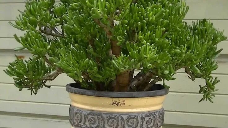 Крассула в горшке фото Crassula Ovata (Gollum) - Unique Plant for Container Gardening
