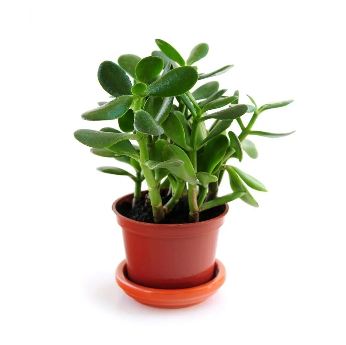 Крассула в горшке фото Крассула (Crassula Ovata) D12 H17 купить в Санкт-Петербурге