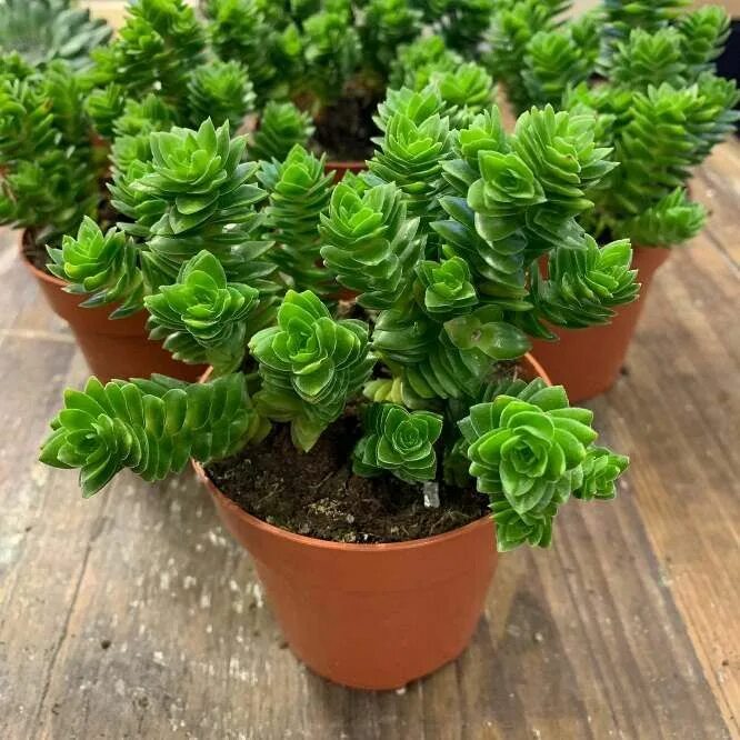 Крассула виды с фото и названиями Растение ⌀ 8 Crassula ESTAGNOL (Крассула, Толстянка): купить c доставкой почтой 