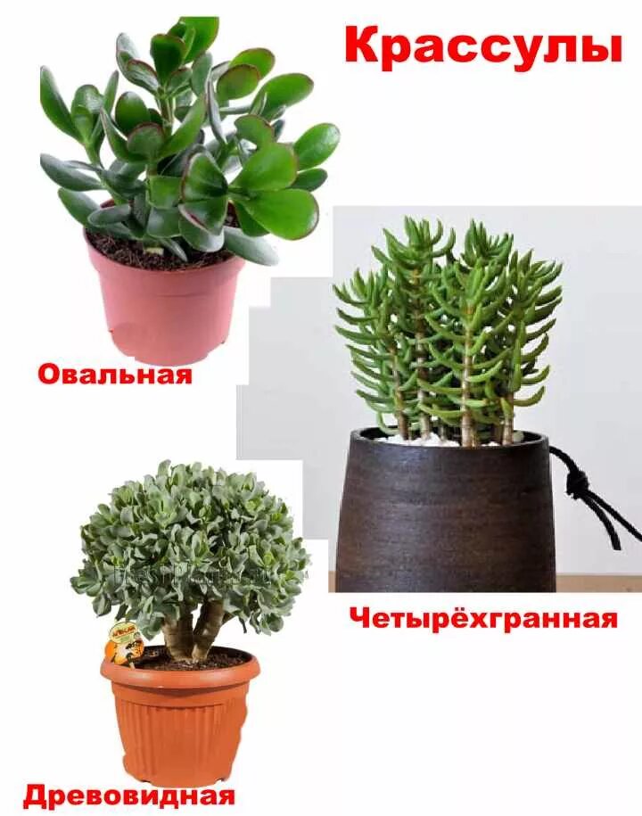 Крассула виды с фото и названиями Виды денежного дерева названия фото - ViktoriaFoto.ru
