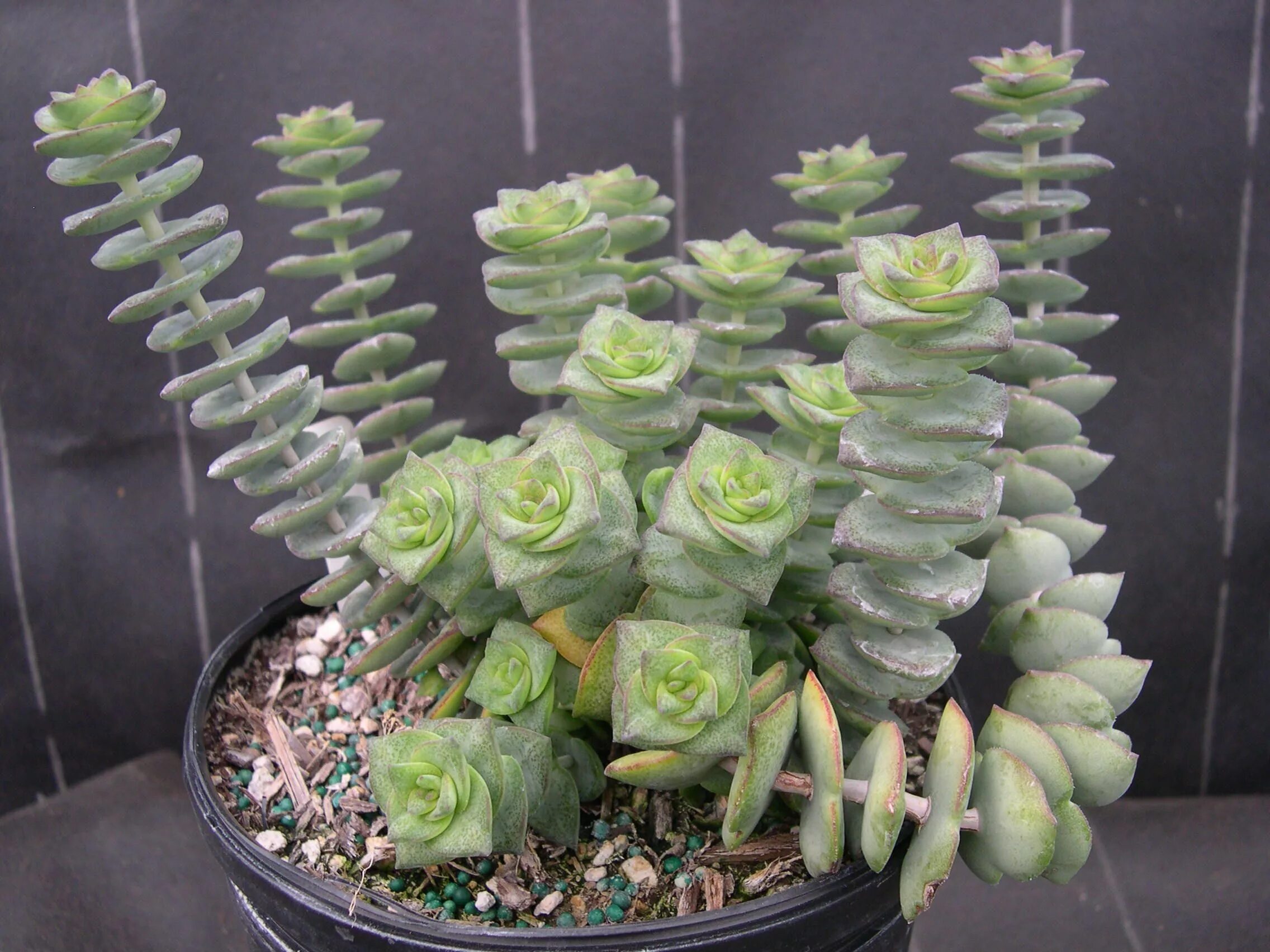 Крассула виды с фото и названиями Crassula perforata (1) Plantas crasas, Suculentas, Propagar plantas suculentas