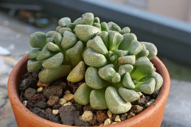 Крассула виды с фото и названиями Crassula mesembrianthemopsis Succulents, Exilis, Plants
