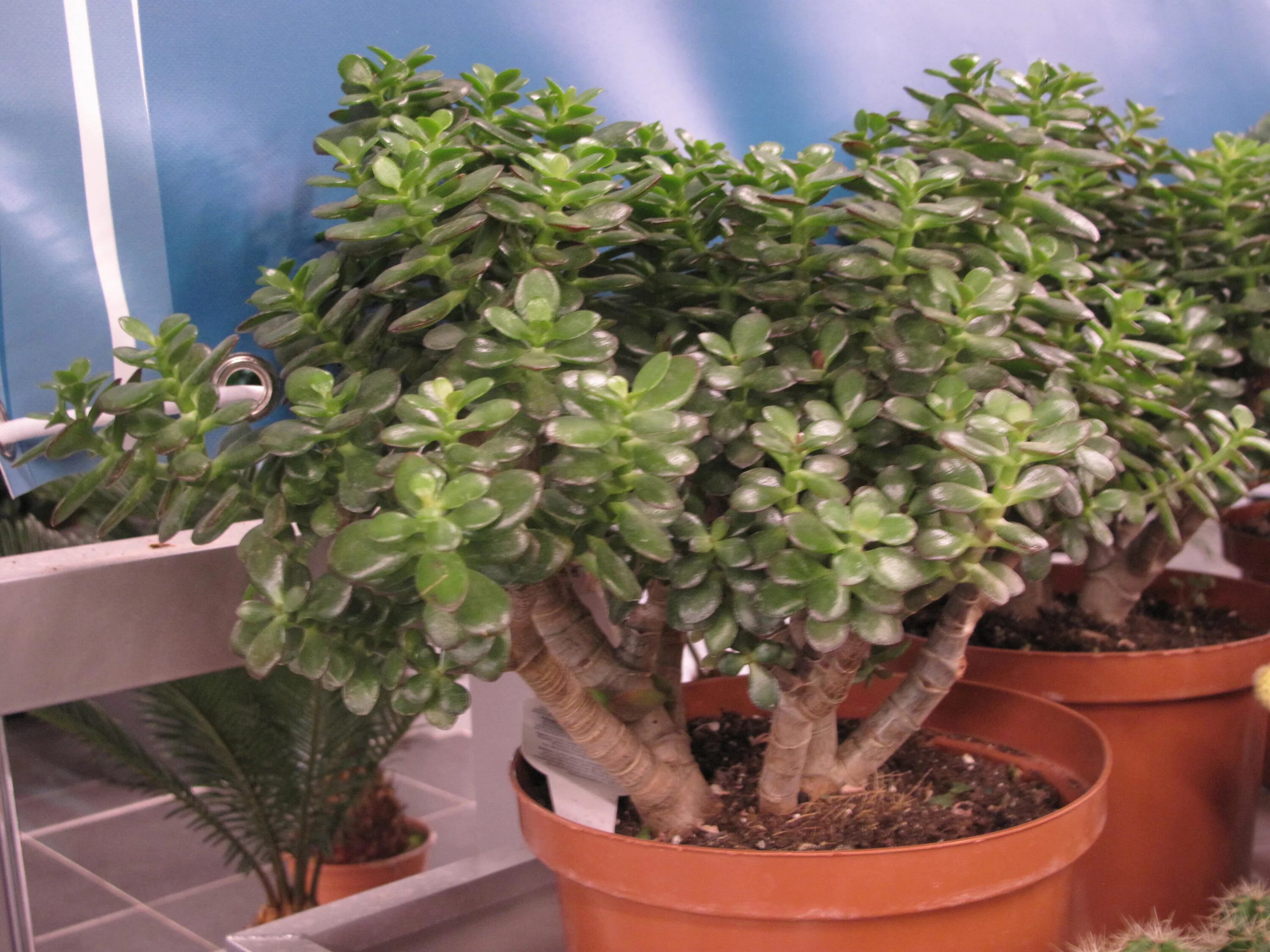 Крассула виды с фото и названиями File:Crassula minor.jpg - Wikimedia Commons