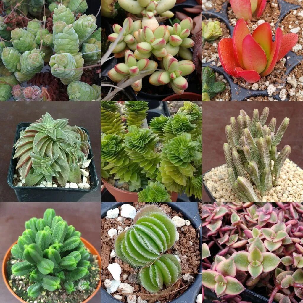 Крассула виды с фото и названиями Crassula Mixed Seeds - Sunnyplants.com Succulent seeds, Cactus seeds, Succulents