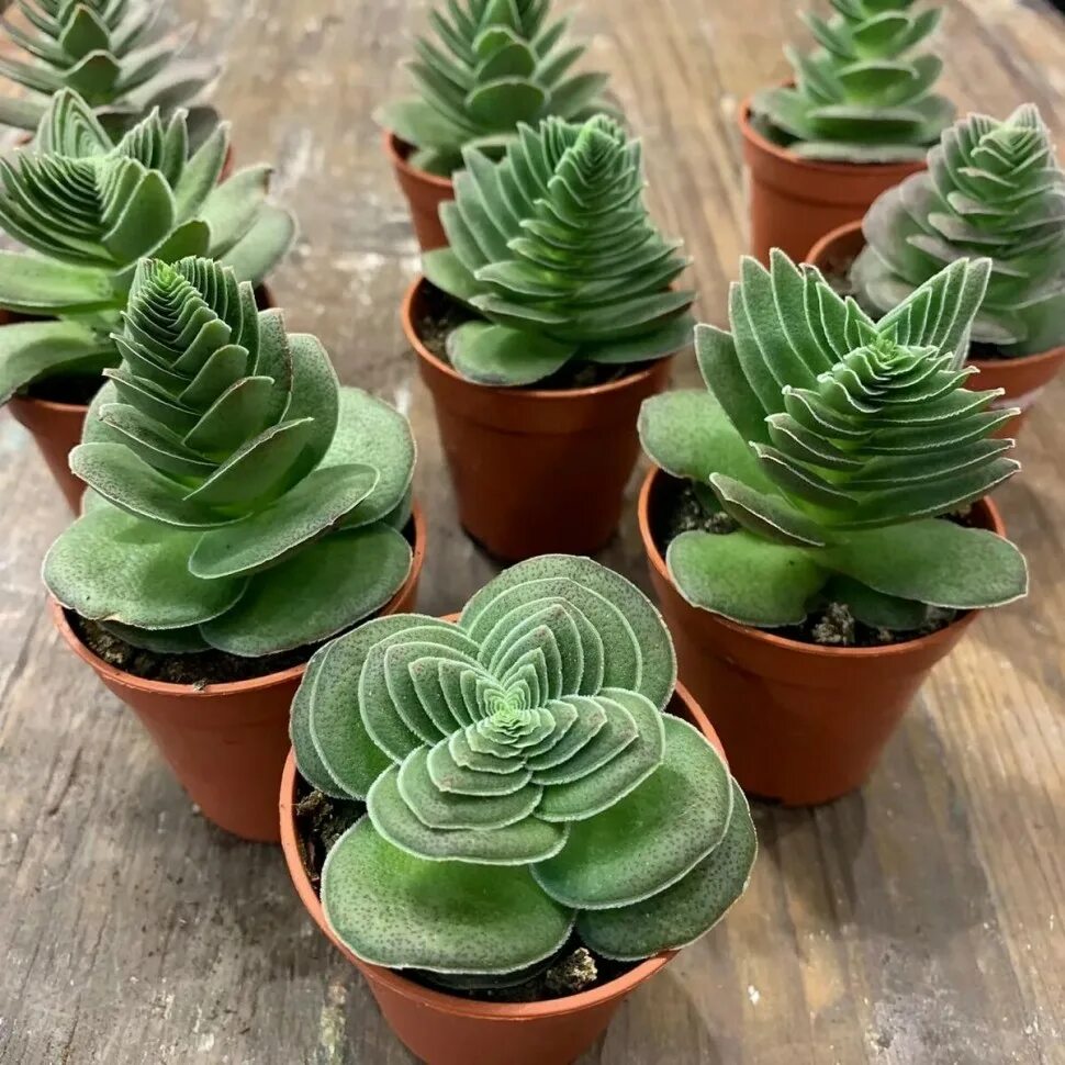 Крассула виды с фото и названиями Crassula 'Buddha's Temple
