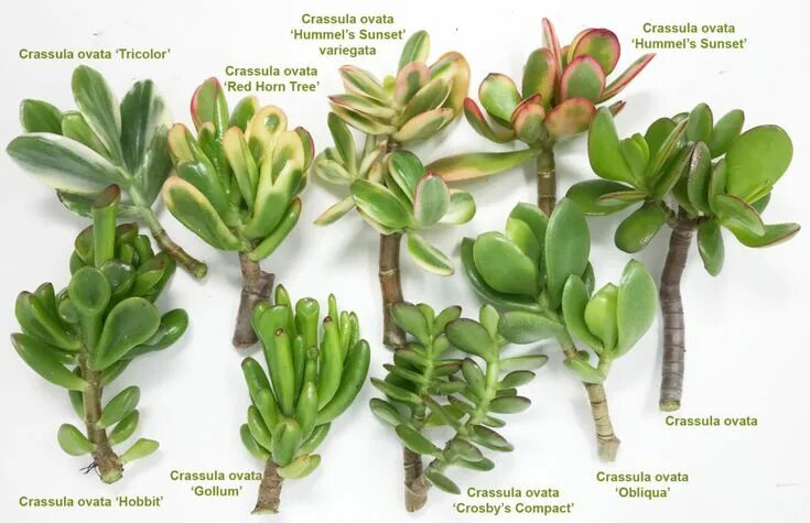 Крассула виды с фото и названиями Reconnaitre les Crassula ovata sous toutes ses formes et cultivars. 'Red Horn Tr