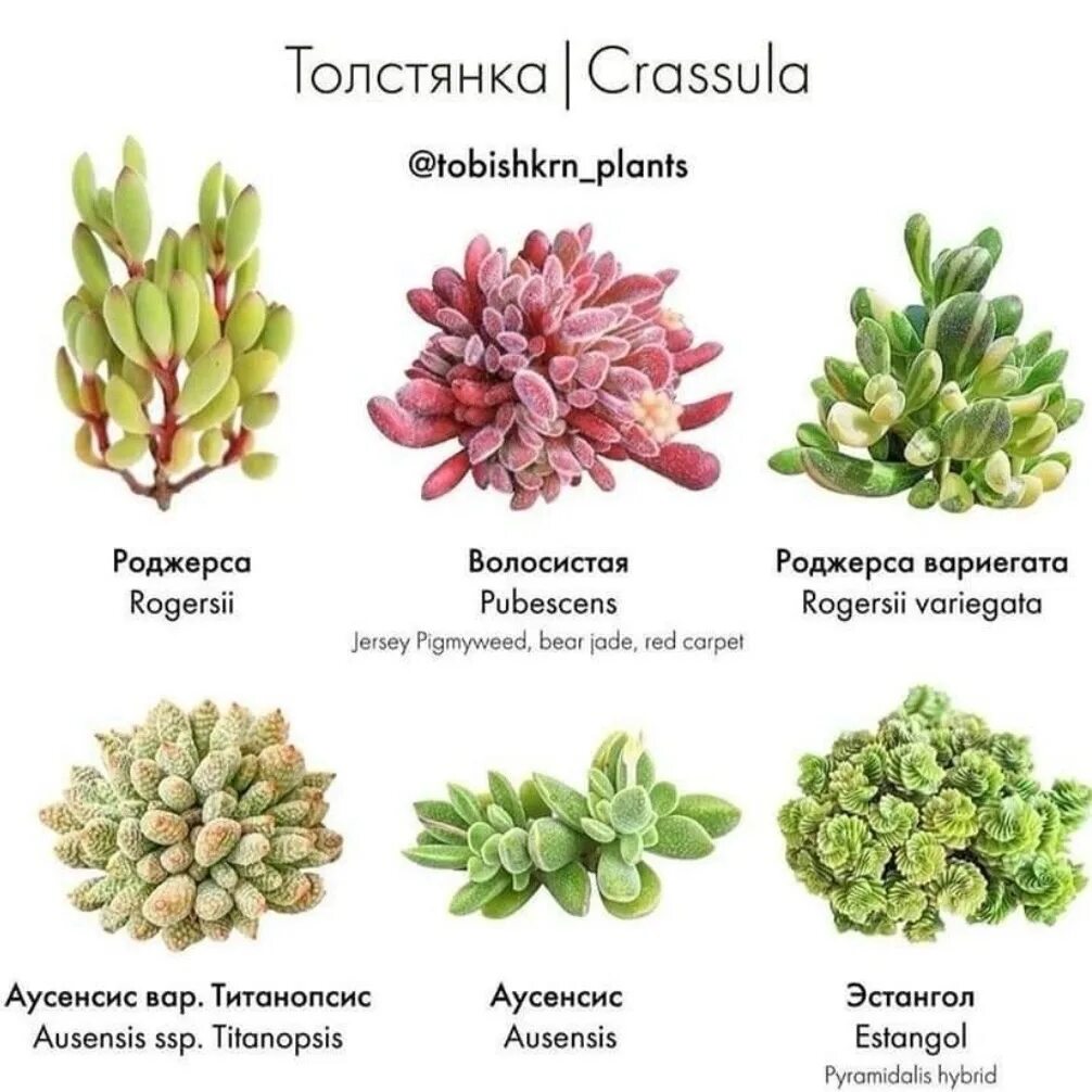 Крассула виды с фото и названиями Небольшая подборка названий Crassula, из рубрики "на заметку" ! 2024 SUCCULENT.K